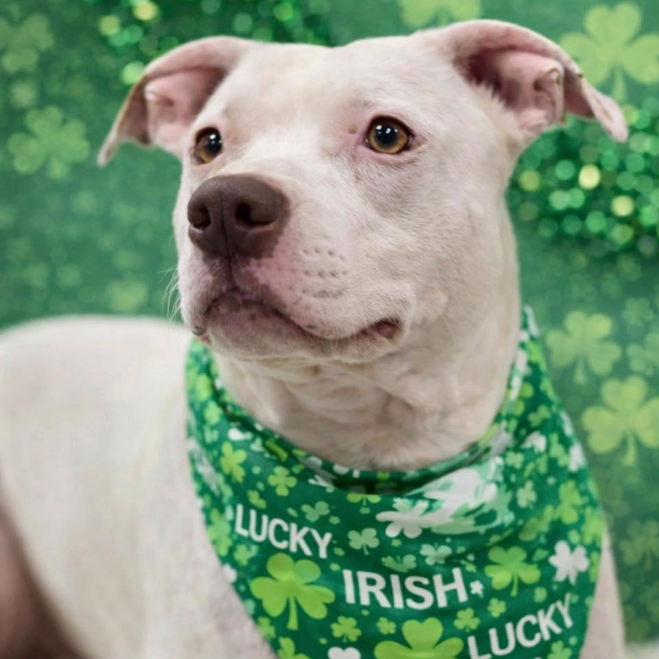 Captain, a Adoptable Pit Bull Terrier in Effingham, IL image 2/5