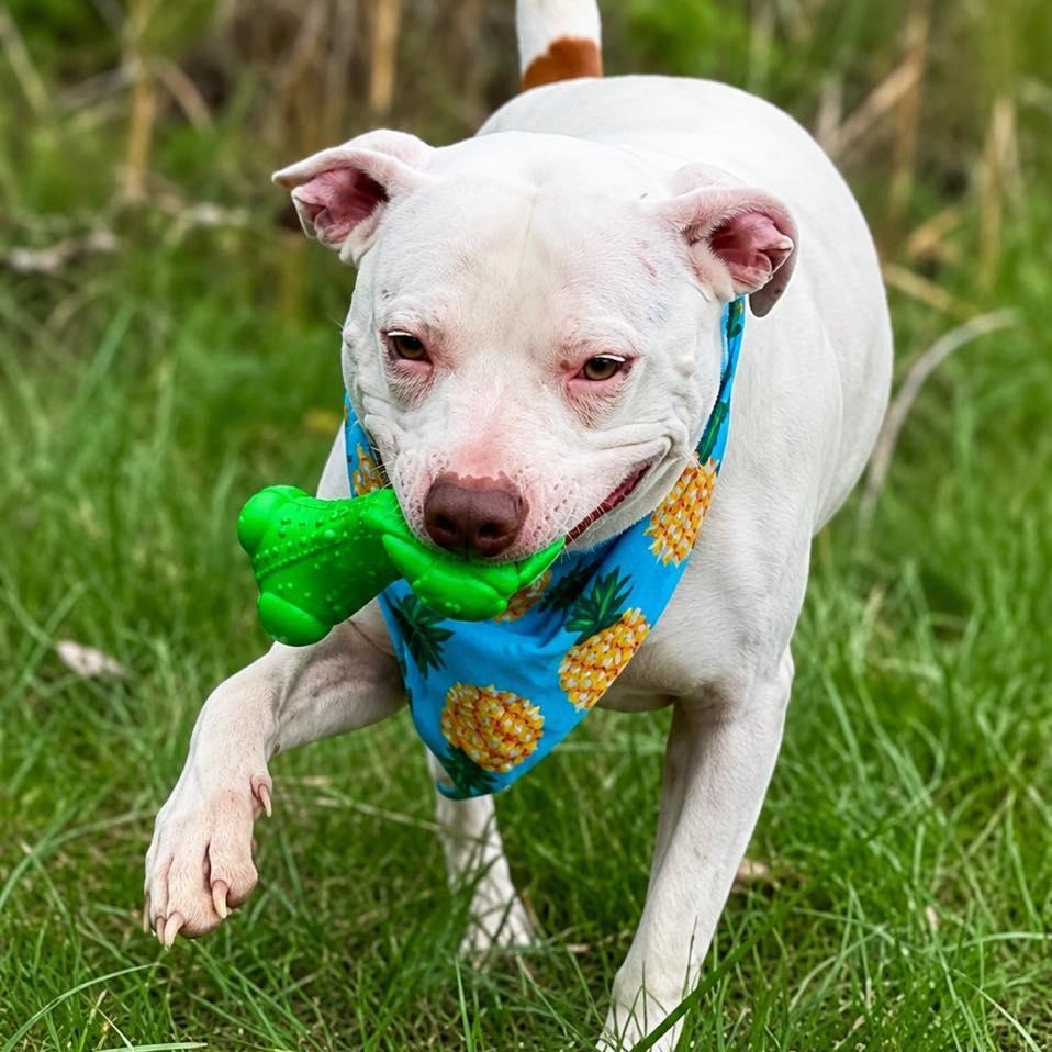 Captain, a Adoptable Pit Bull Terrier in Effingham, IL image 2/6