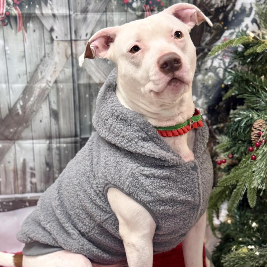 Captain, a Adoptable Pit Bull Terrier in Effingham, IL image 2/6