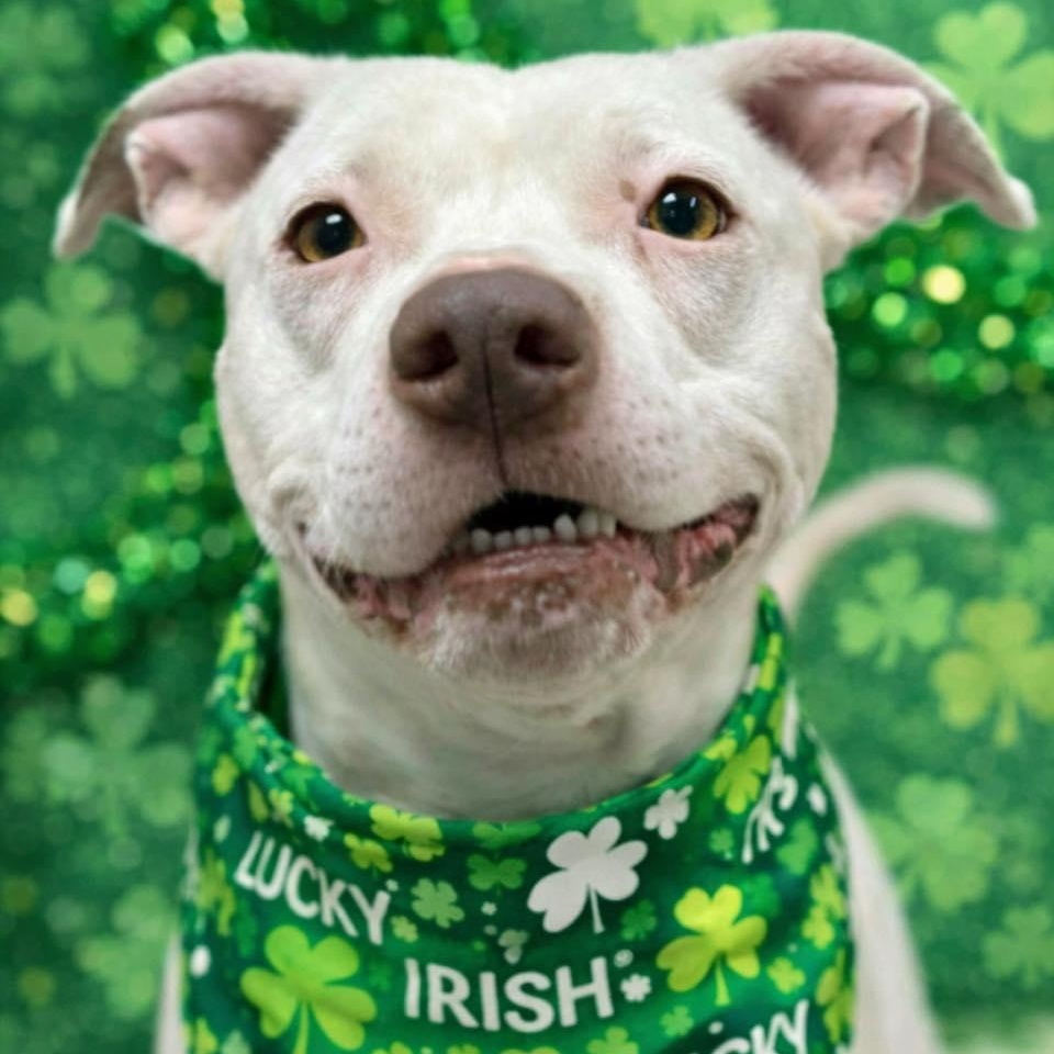 Captain, a Adoptable Pit Bull Terrier in Effingham, IL image 1/5