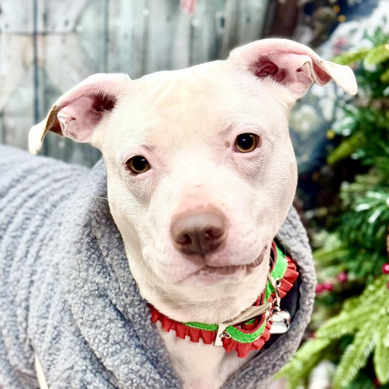 Captain, a Adoptable Pit Bull Terrier in Effingham, IL image 3/6