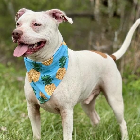 Captain, a Adoptable Pit Bull Terrier in Effingham, IL image 3/6