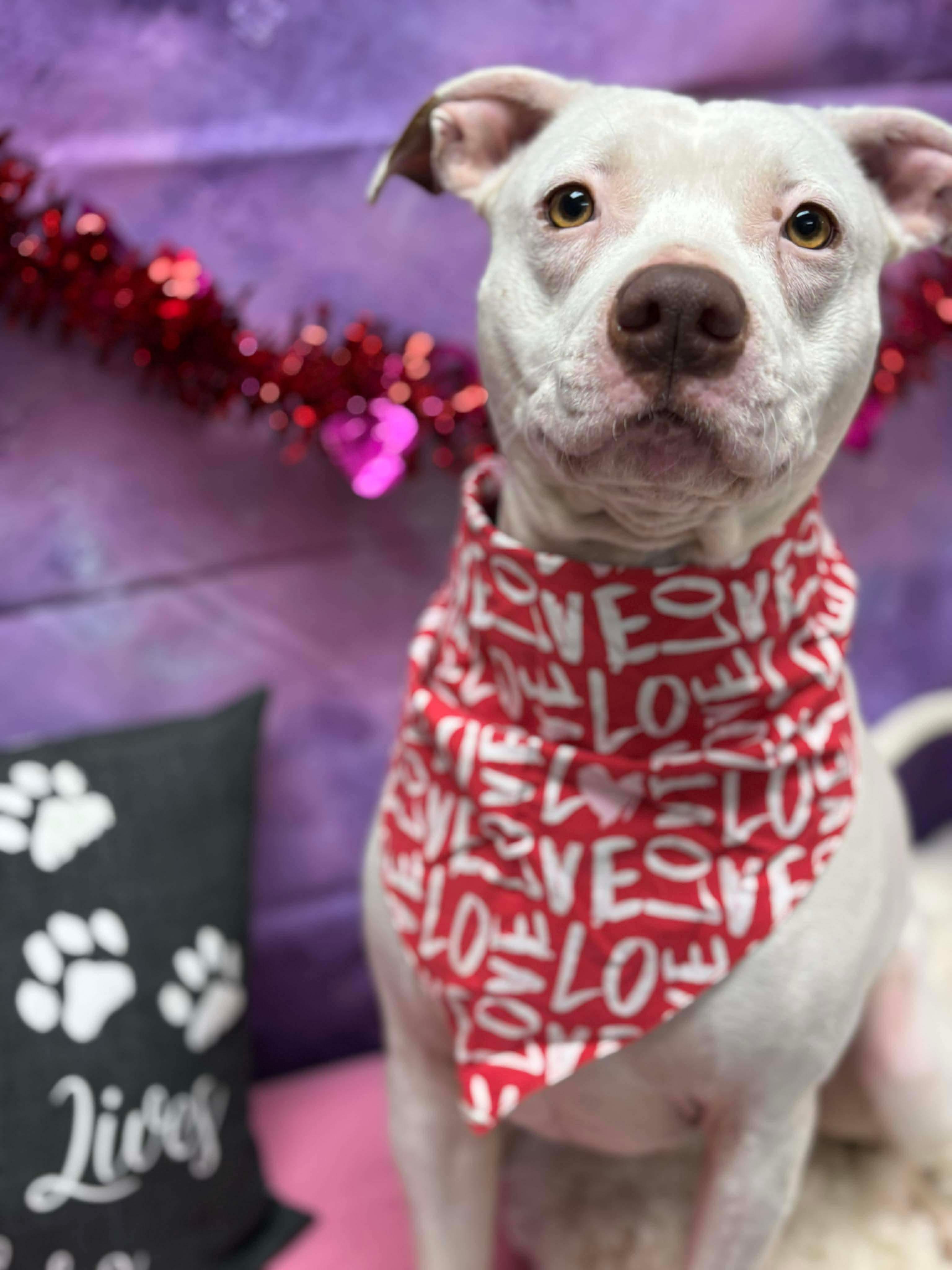 Captain, a Adoptable Pit Bull Terrier in Effingham, IL image 6/6