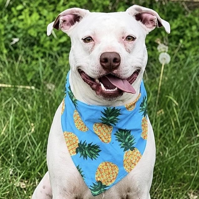 Captain, Adoptable, Adult Male Pit Bull Terrier.