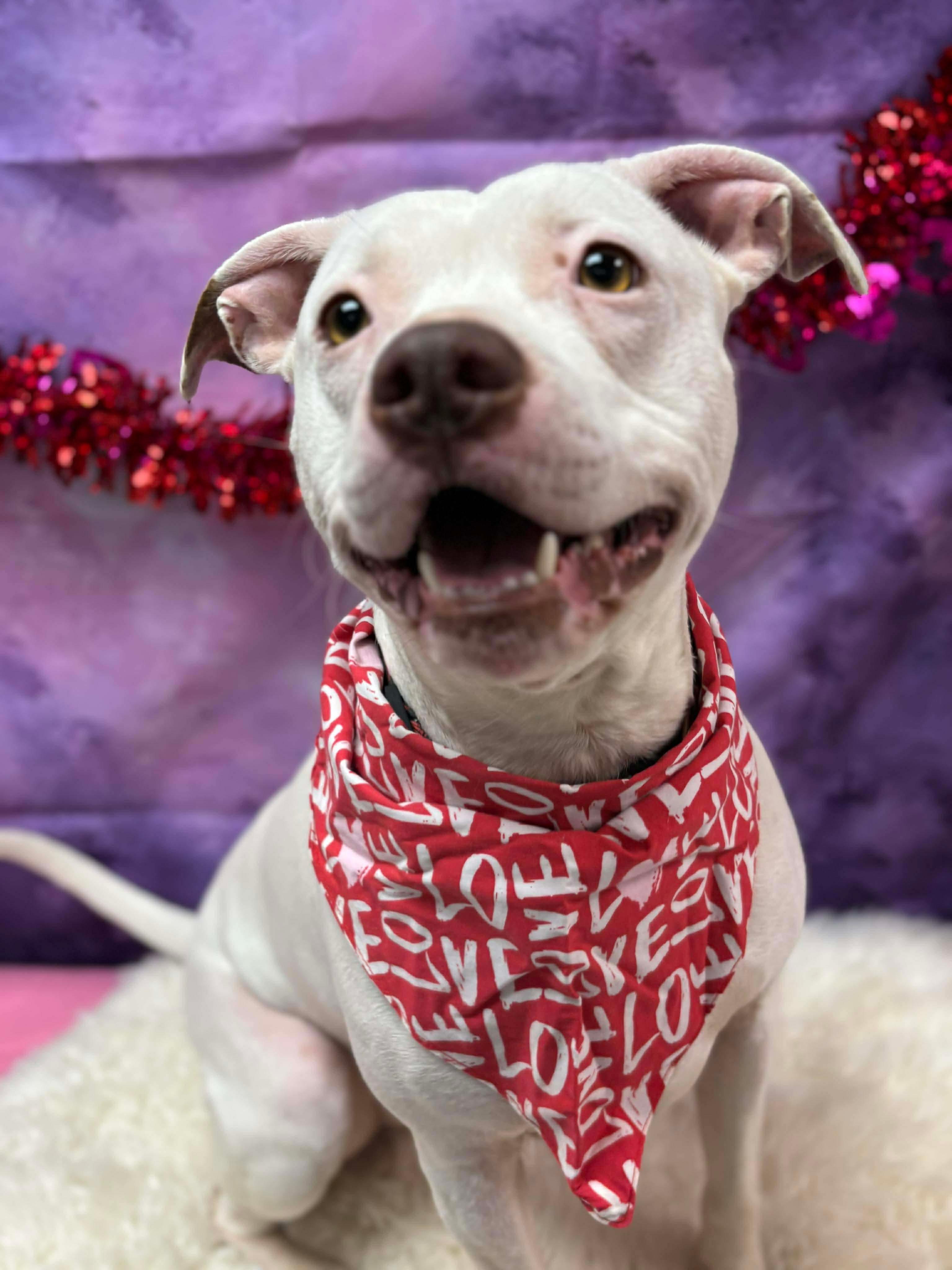 Captain, Adoptable, Adult Male Pit Bull Terrier.