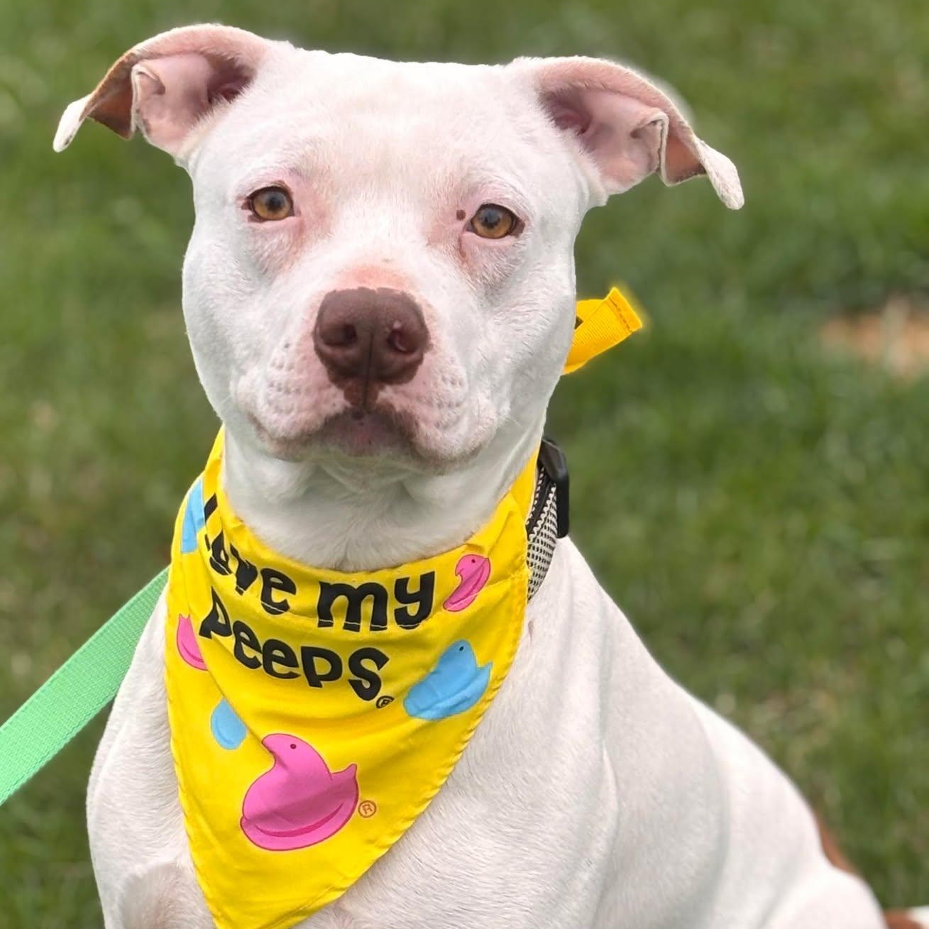 Captain, a Adoptable Pit Bull Terrier in Effingham, IL image 2/4