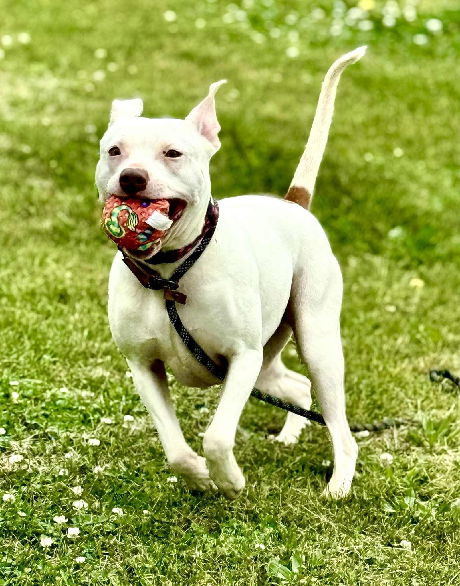 Captain, a Adoptable Pit Bull Terrier in Effingham, IL image 3/4
