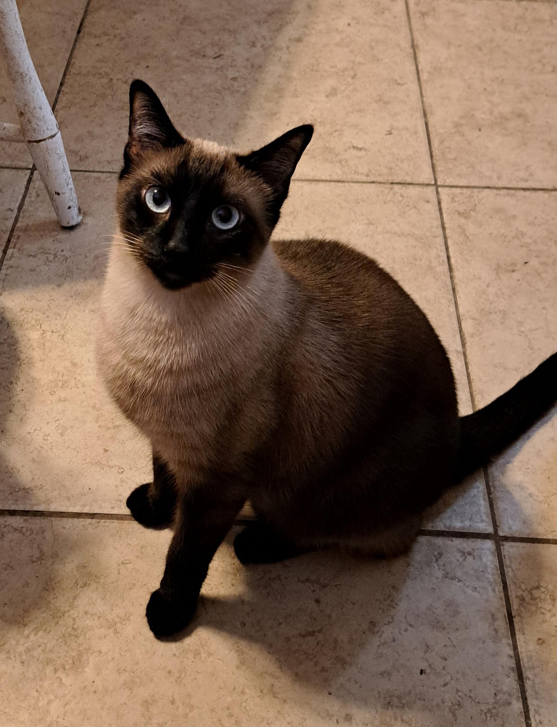 Sammie, Adopted, Adult Male Siamese.