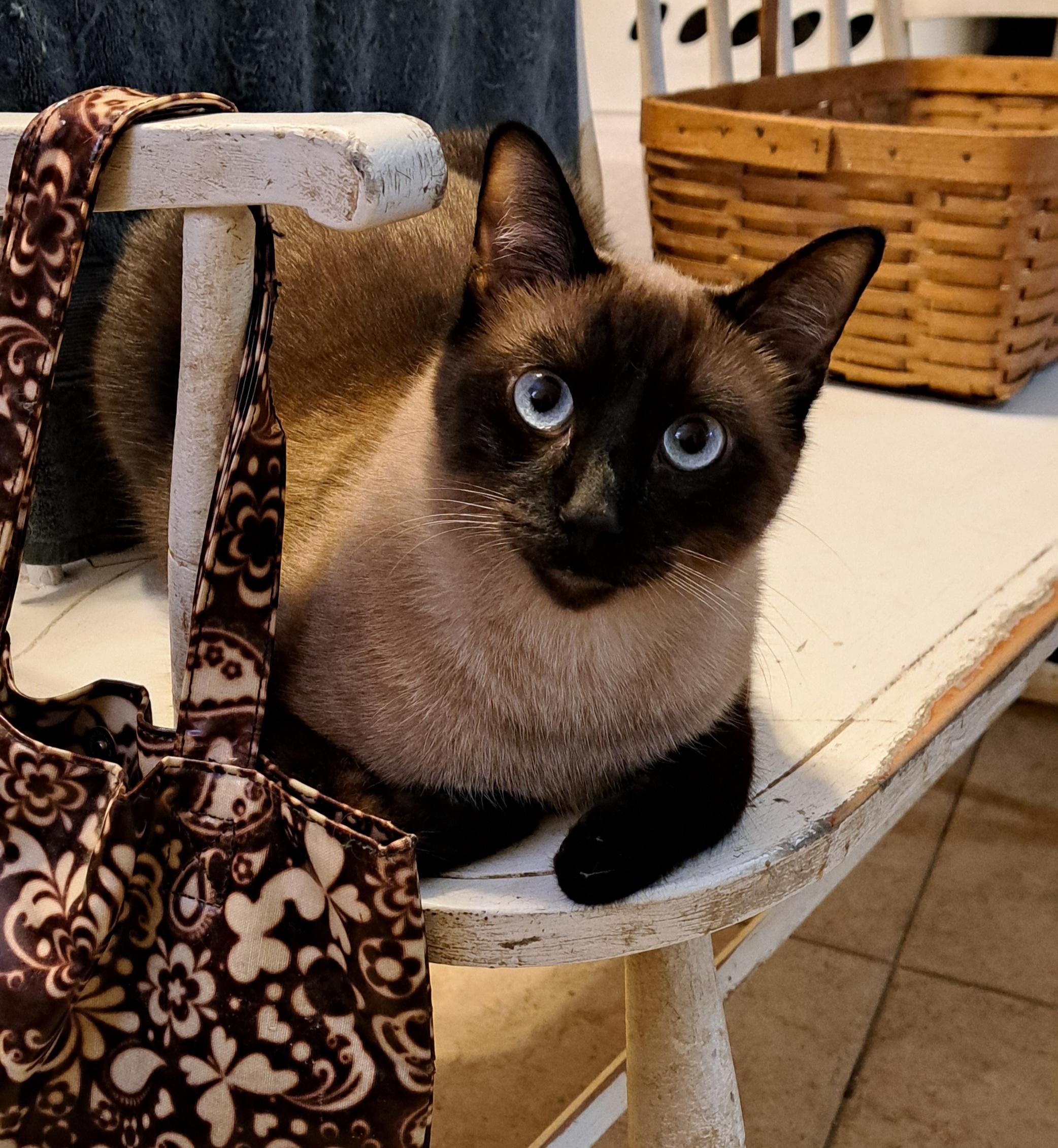 Sammie, a Adopted Siamese in Riverside, CA image 2/2