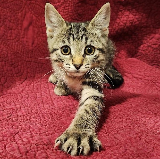 Enlarge Atlas, an adopted mixed breed in Sacramento, CA image 2/3
