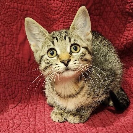Enlarge Atlas, an adopted mixed breed in Sacramento, CA image 1/3
