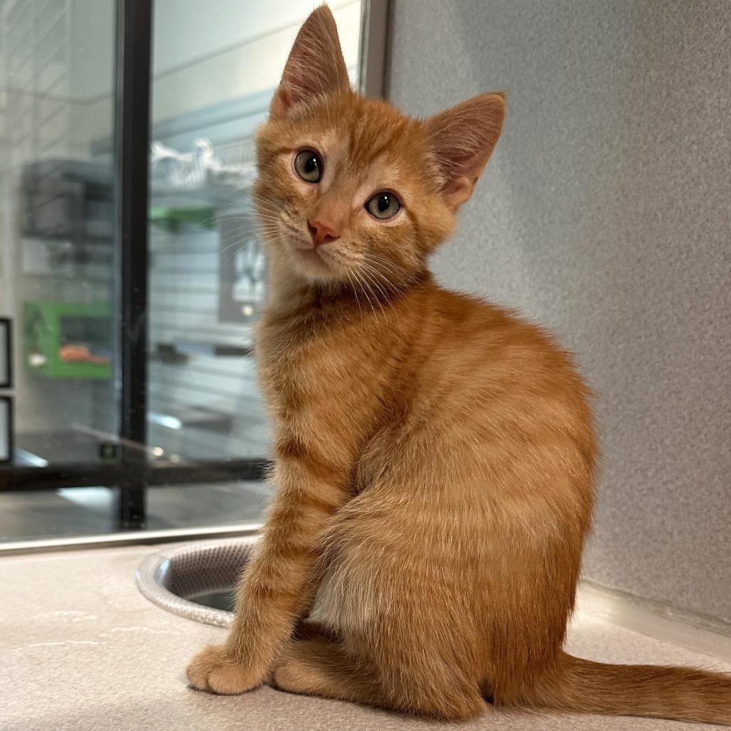 Leo, Adoptable, Kitten Male Domestic Medium Hair.