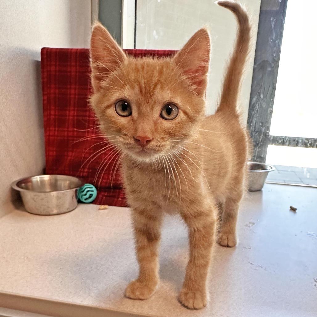 Leo, a Adoptable Domestic Medium Hair in Hailey, ID image 2/4