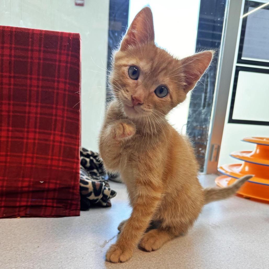 Leo, a Adoptable Domestic Medium Hair in Hailey, ID image 3/4