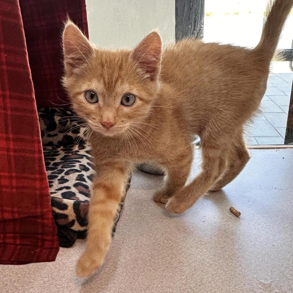 Leo, a Adoptable Domestic Medium Hair in Hailey, ID image 4/4