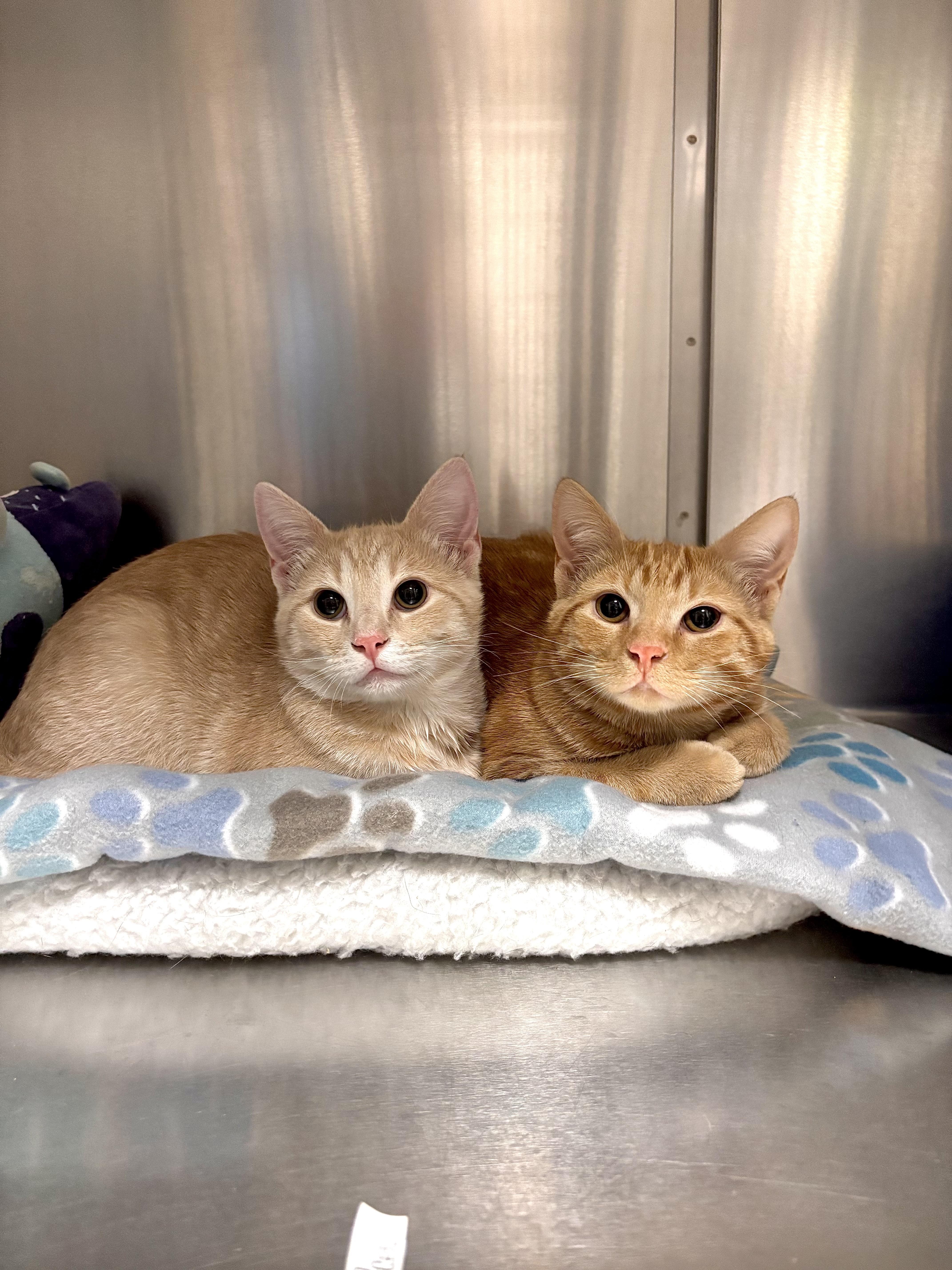 Bluey, adopted, Kitten Male Domestic Short Hair.