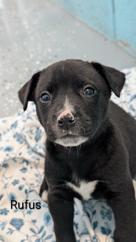 Rufus, a Adoptable mixed breed in Seven Points, TX image 1/2