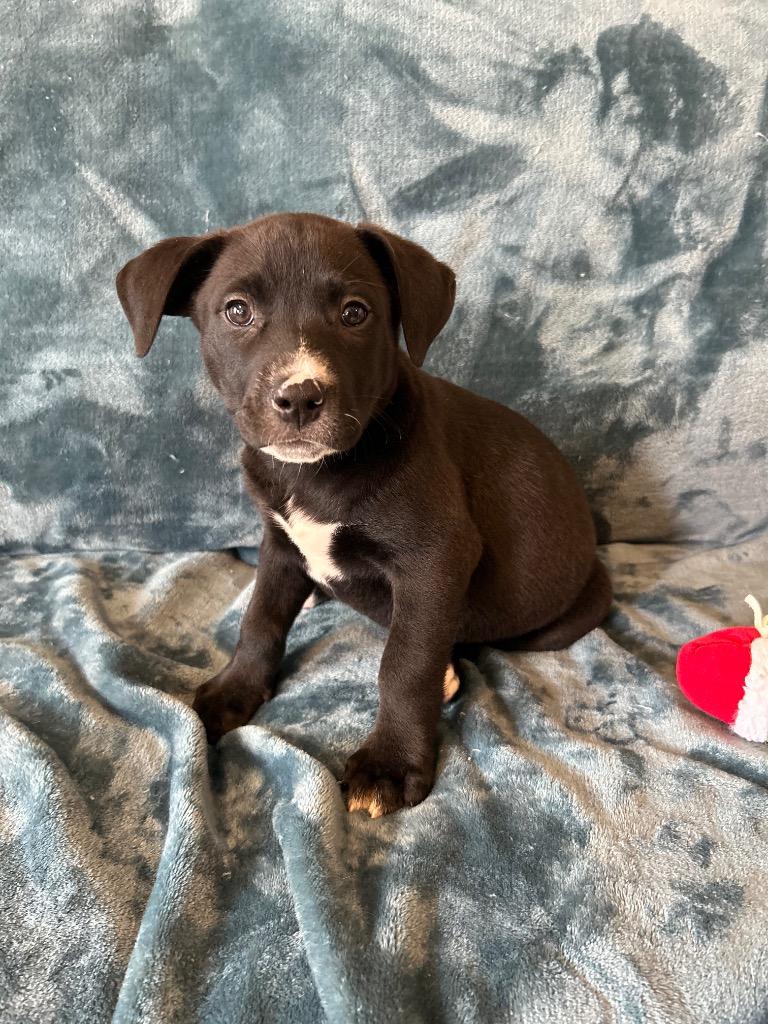 Rufus, a Adoptable mixed breed in Seven Points, TX image 2/2