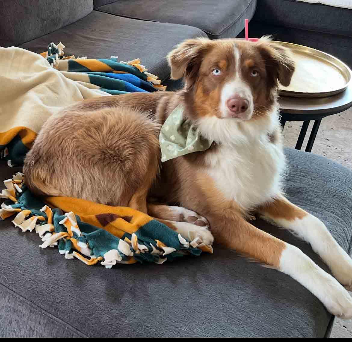 Enlarge Charlie Brown, a Adopted Australian Shepherd in Bridgeton, NJ image 1/3