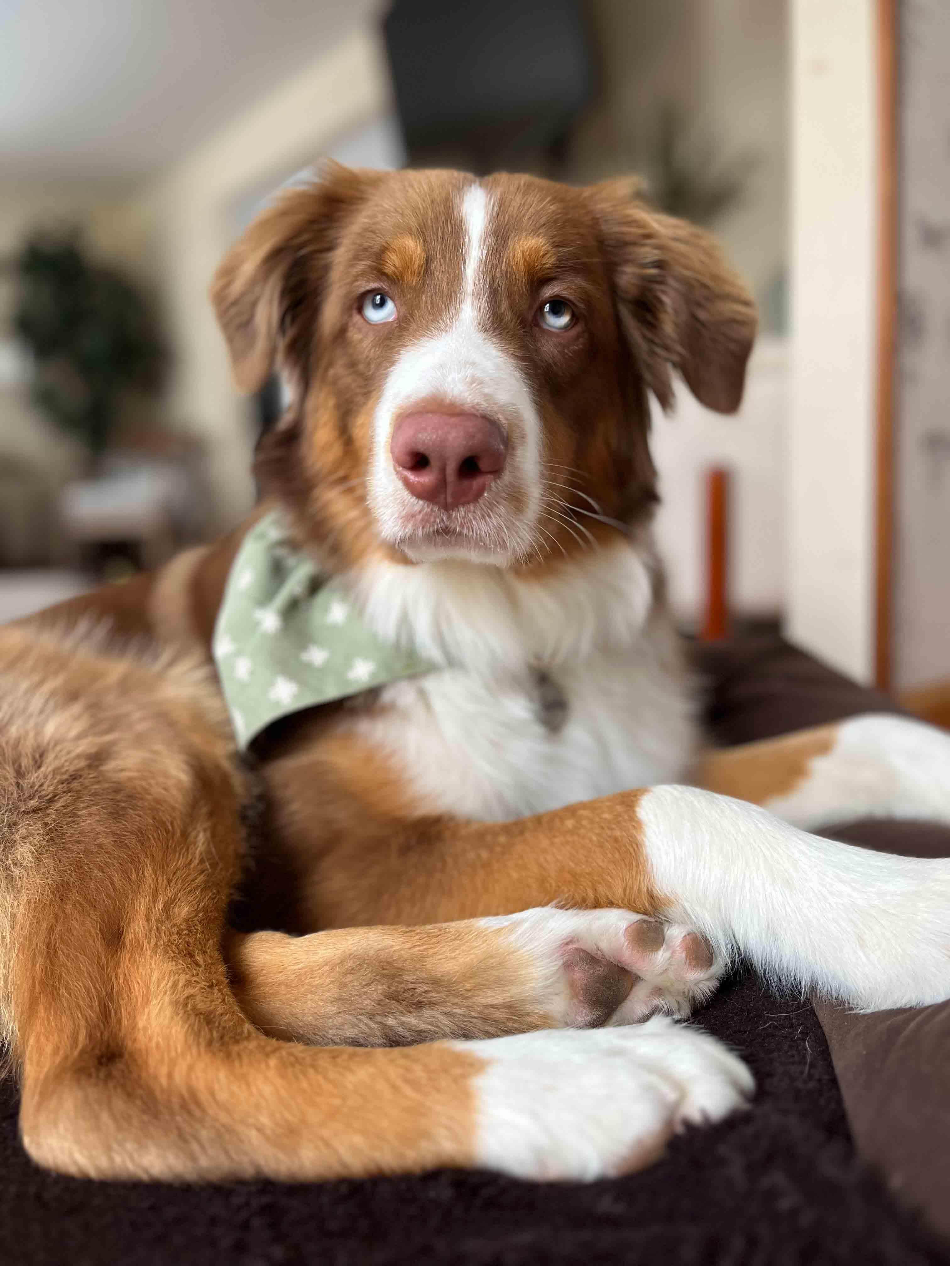 Enlarge Charlie Brown, a Adopted Australian Shepherd in Bridgeton, NJ image 2/3