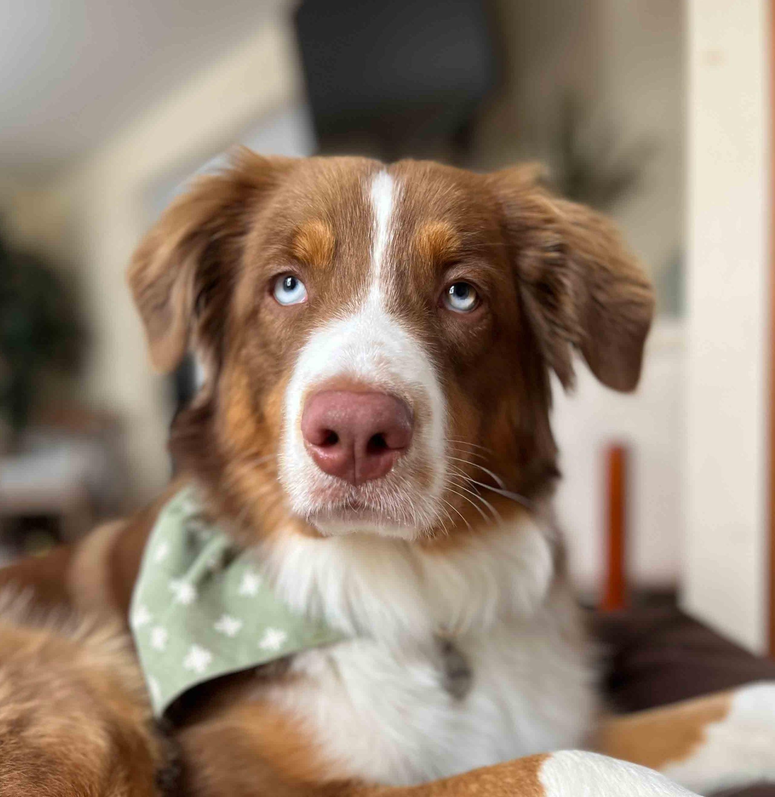 Enlarge Charlie Brown, a Adopted Australian Shepherd in Bridgeton, NJ image 3/3