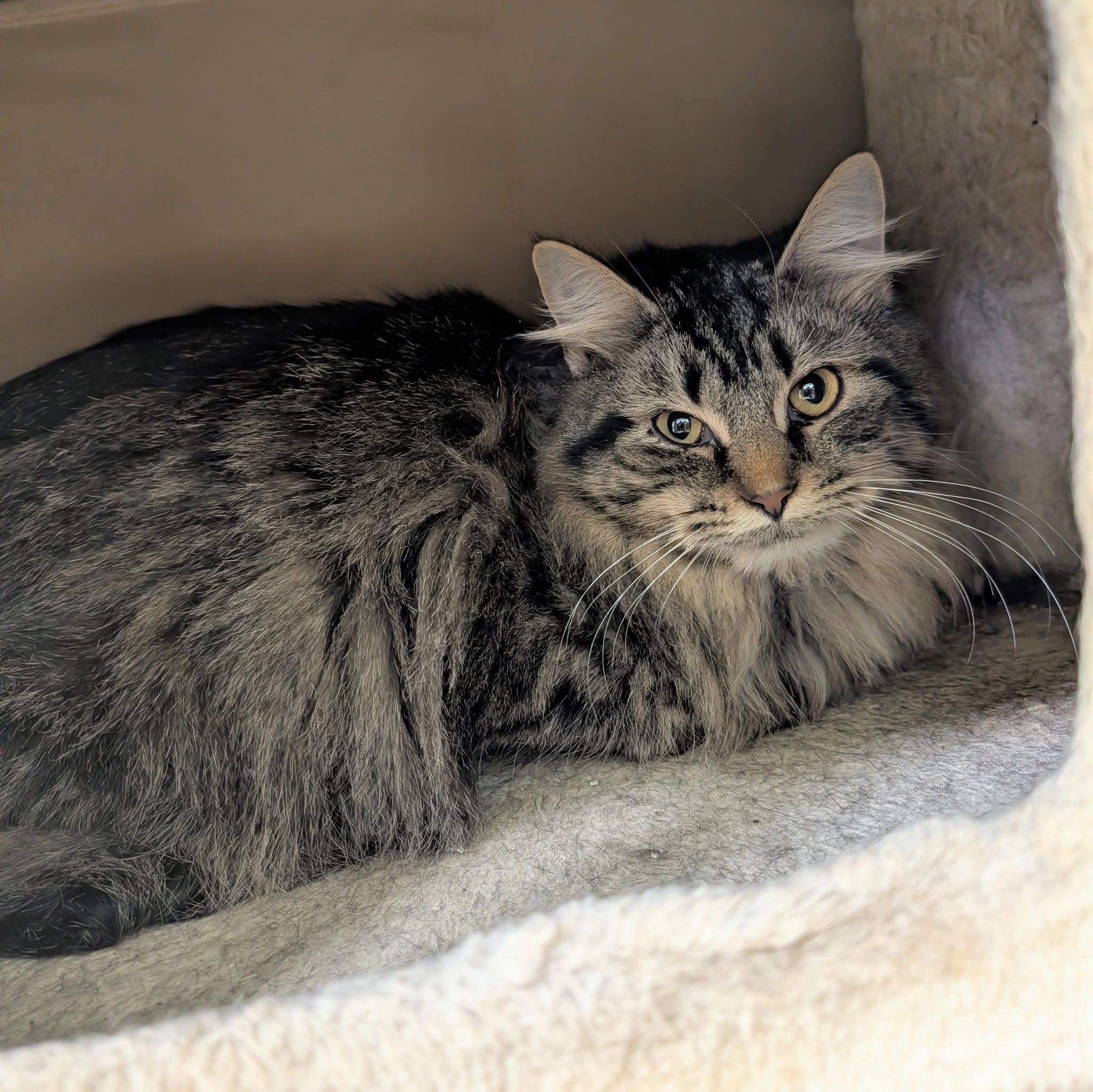 Harriet, adopted, Young Female Domestic Short Hair.