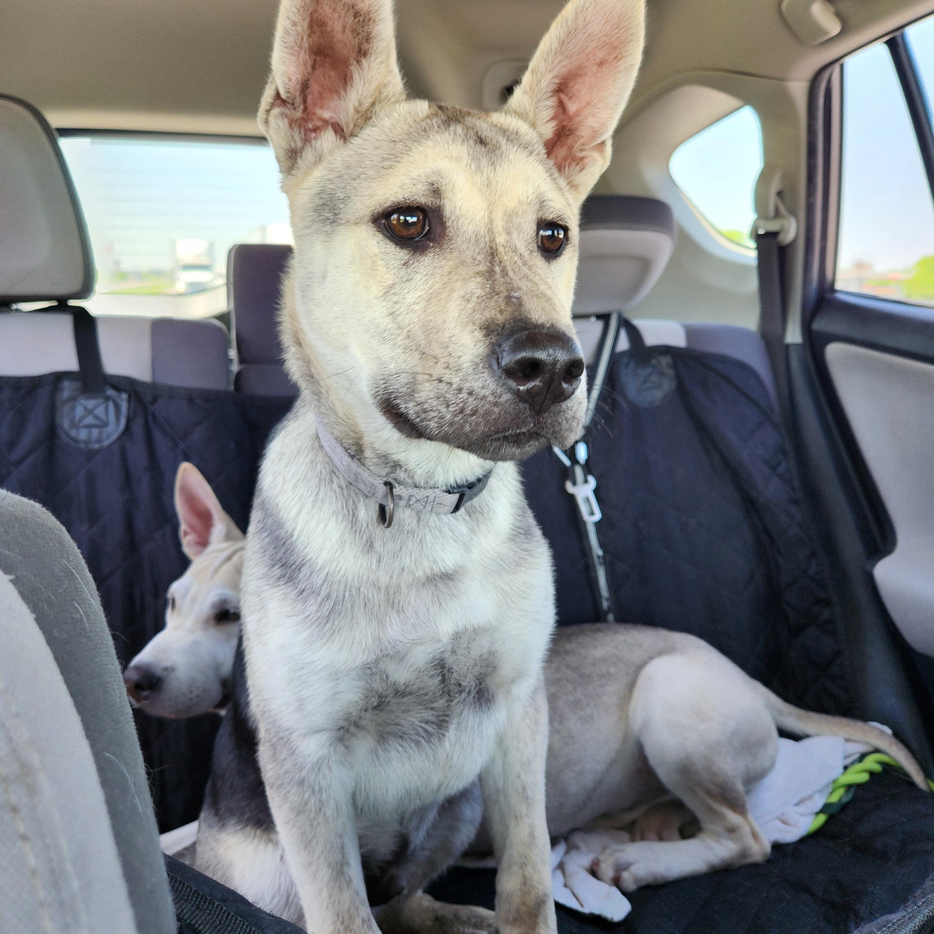 Enlarge Noah, a Adoptable mixed breed in Killeen, TX image 5/5