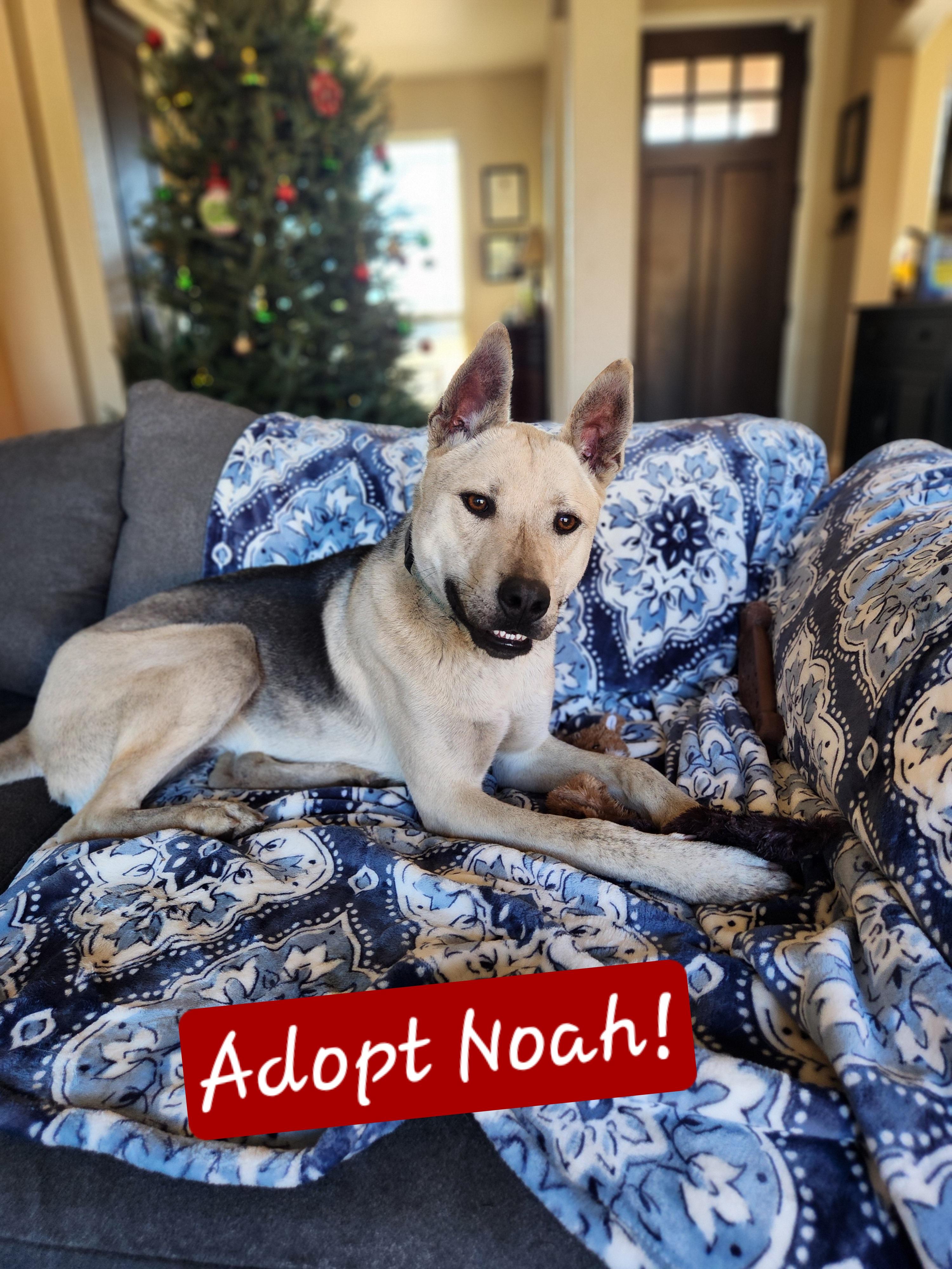 Enlarge Noah, a Adoptable mixed breed in Killeen, TX image 5/6