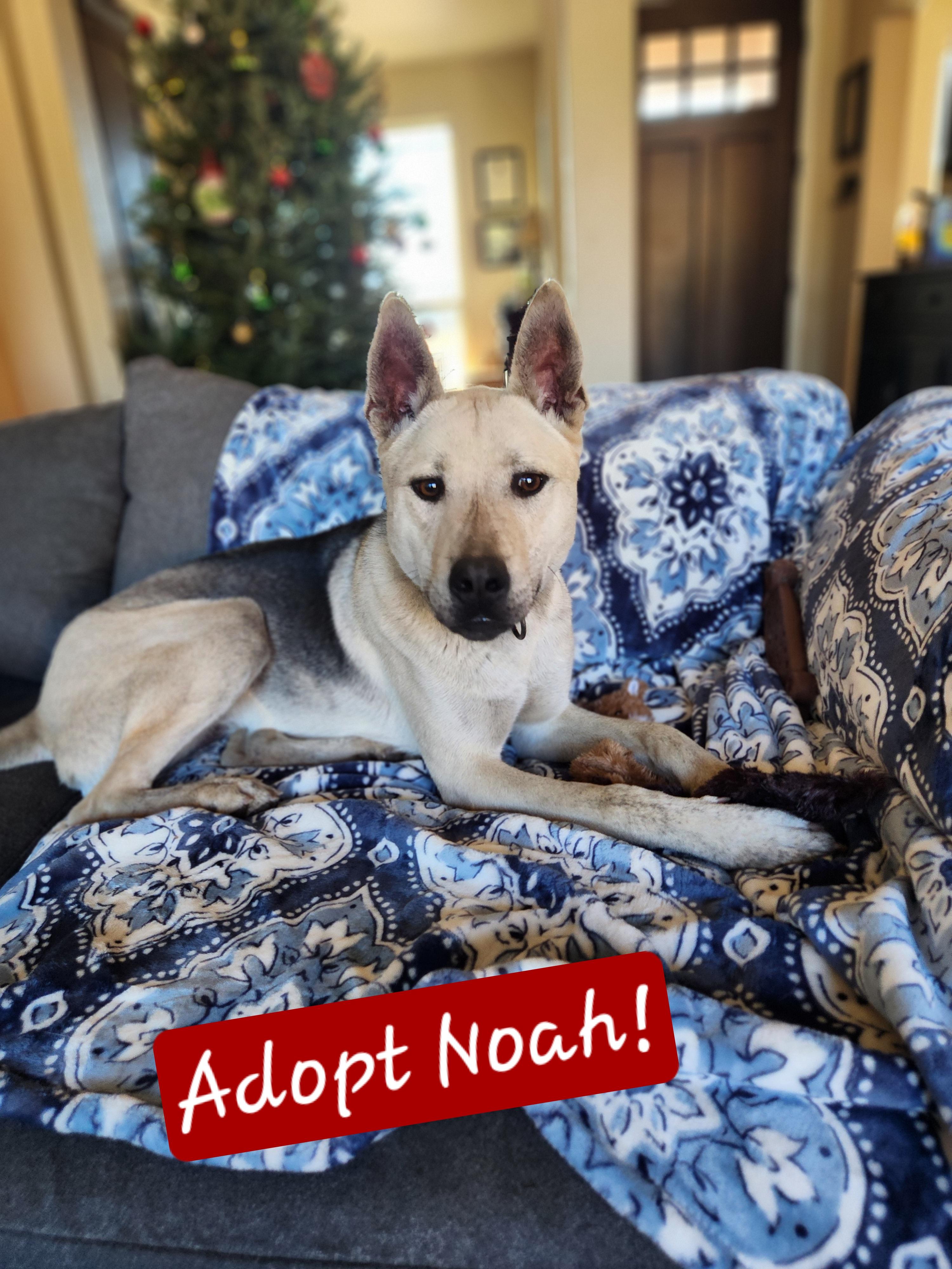 Noah, Adoptable, Adult Male Husky & Shar-Pei.
