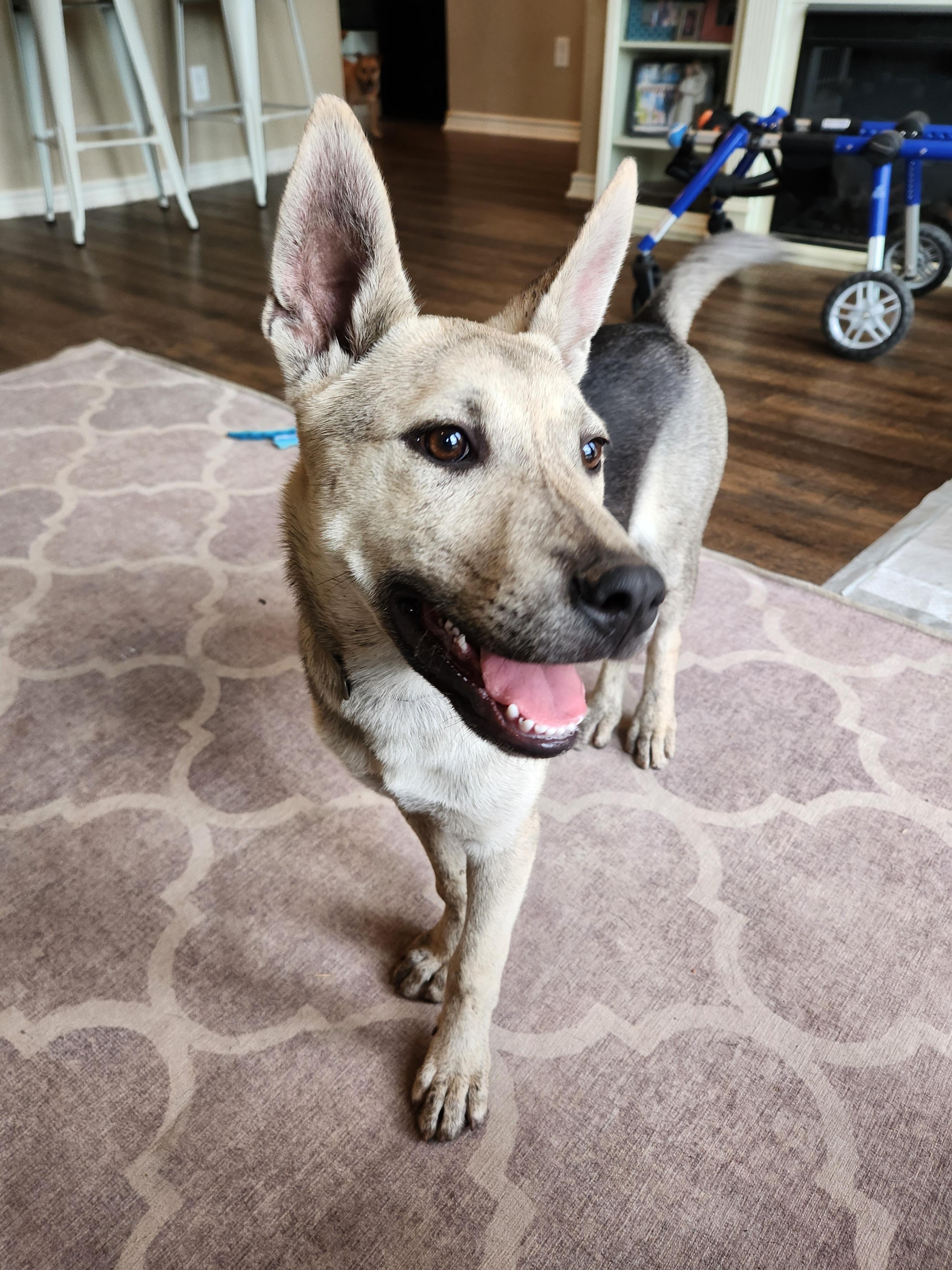 Enlarge Noah, a Adoptable mixed breed in Killeen, TX image 4/5