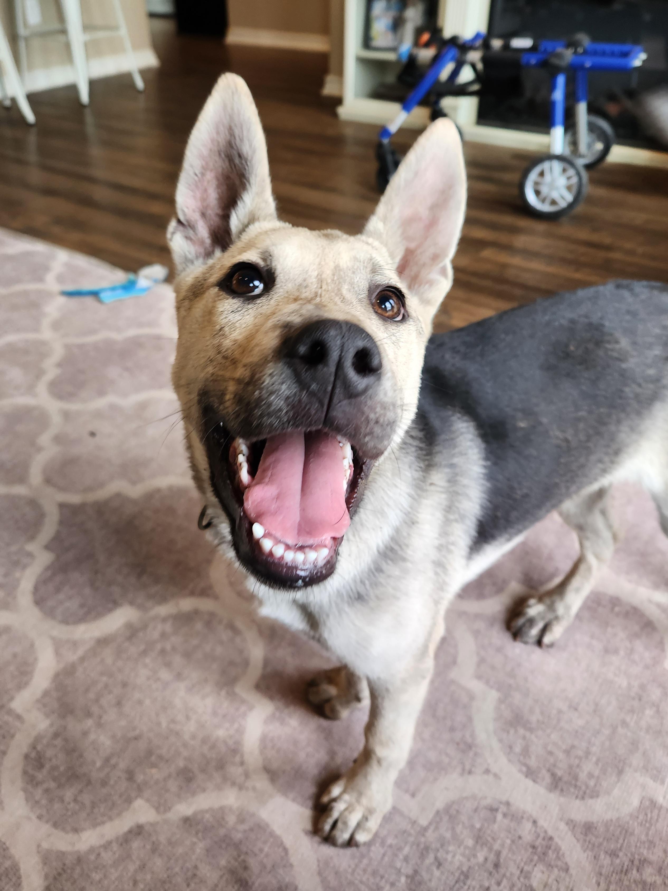 Noah, Adoptable, Young Male Shar-Pei & German Shepherd Dog.