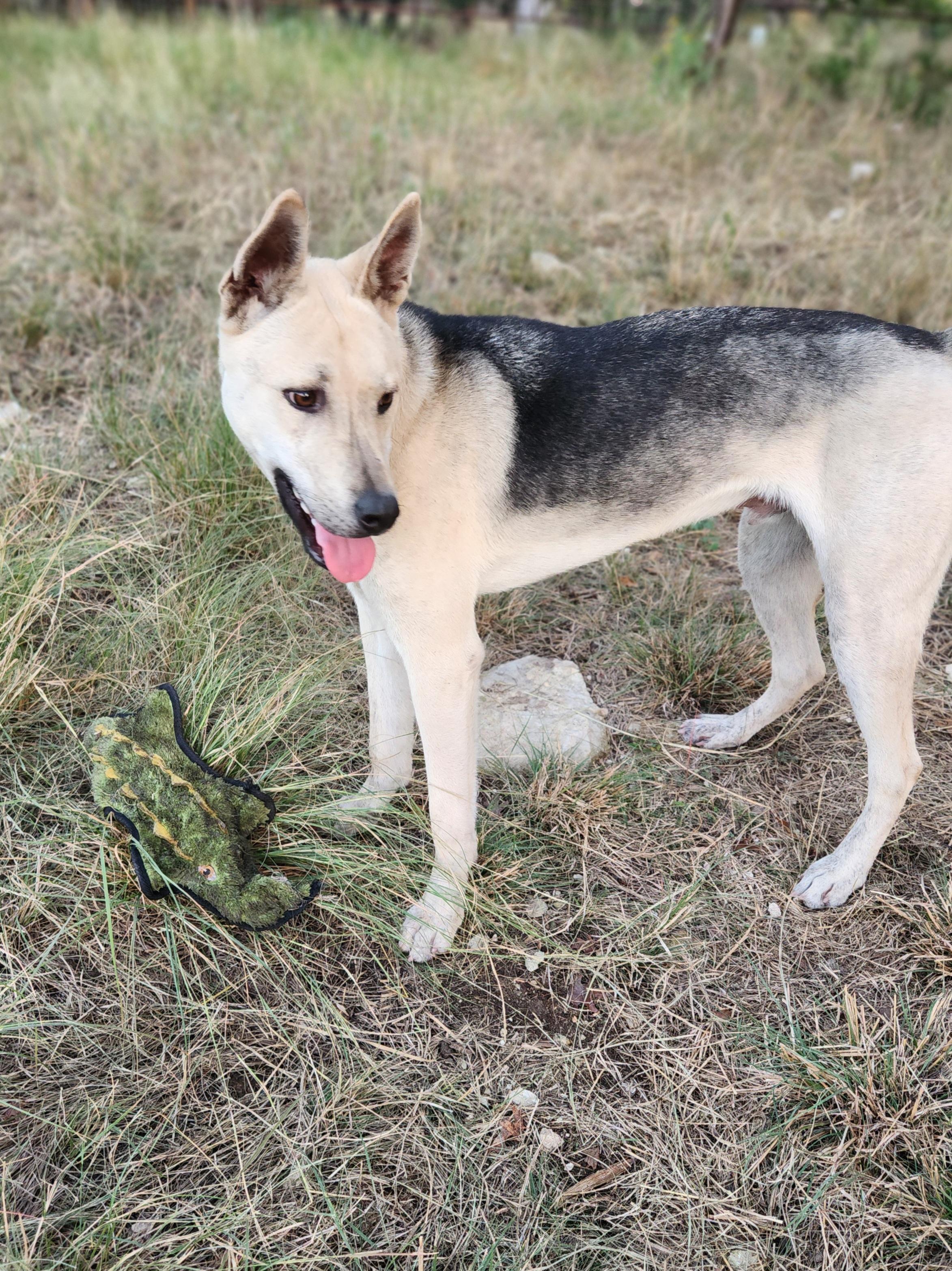 Enlarge Noah, a Adoptable mixed breed in Killeen, TX image 3/6
