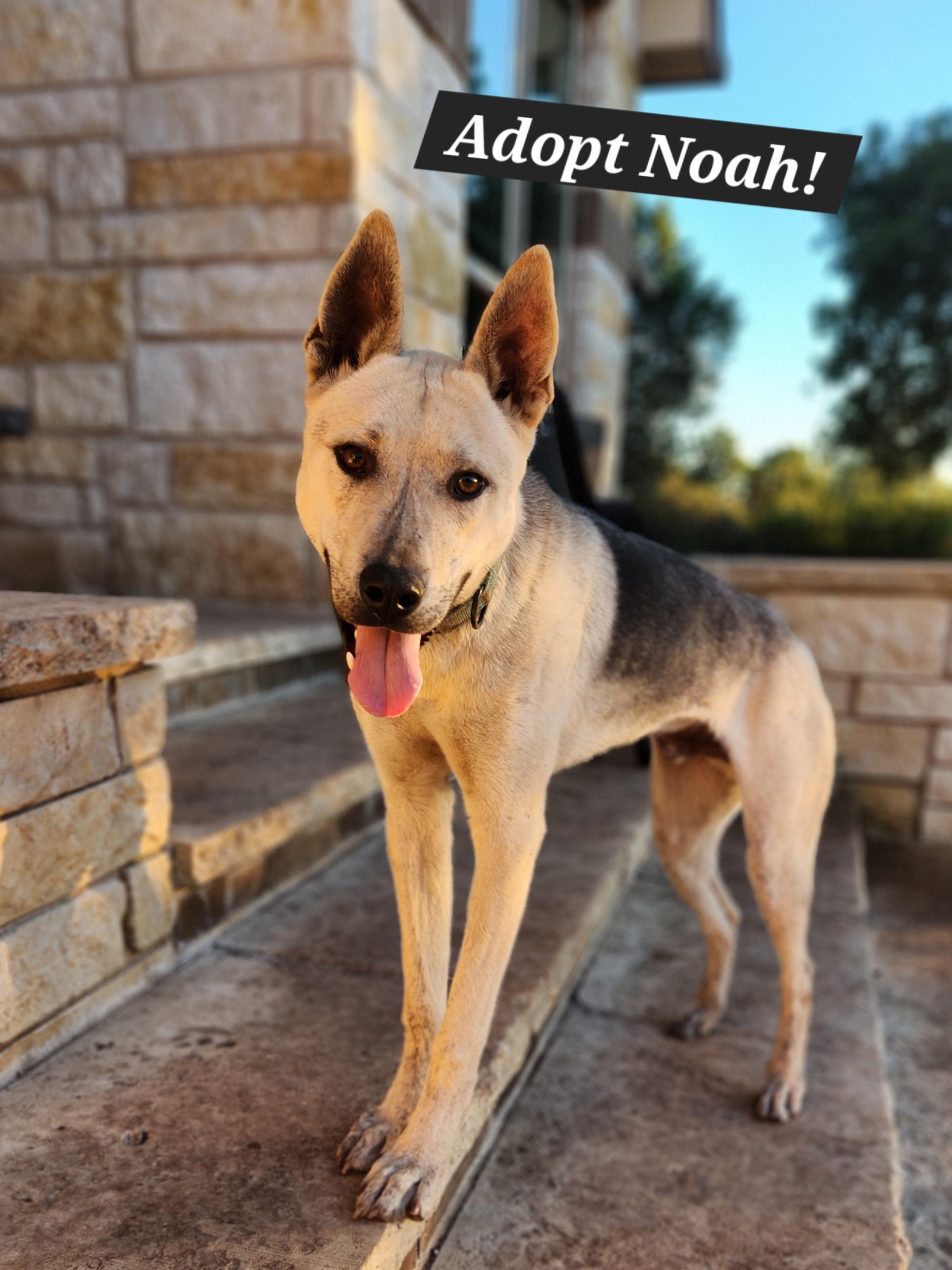 Enlarge Noah, a Adoptable mixed breed in Killeen, TX image 4/6