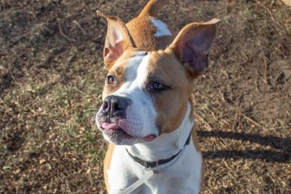 Lacy, Adoptable, Adult Female Mixed Breed & Mixed Breed.