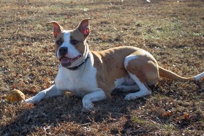 Enlarge Lacy, a Adoptable mixed breed in Kansas City, MO image 2/2