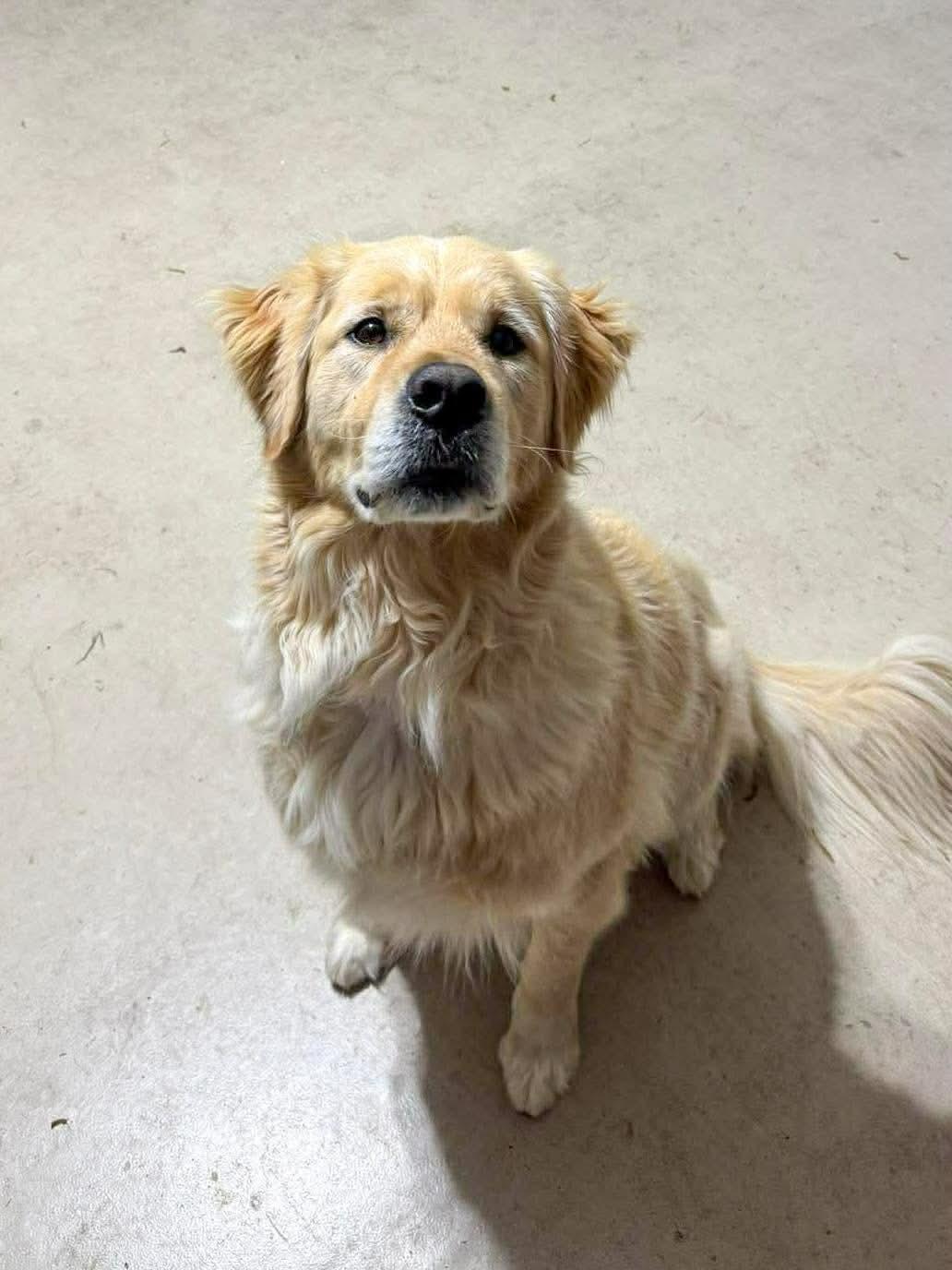 Enlarge Cody, a Adoptable Golden Retriever in Poulsbo, WA image 2/4