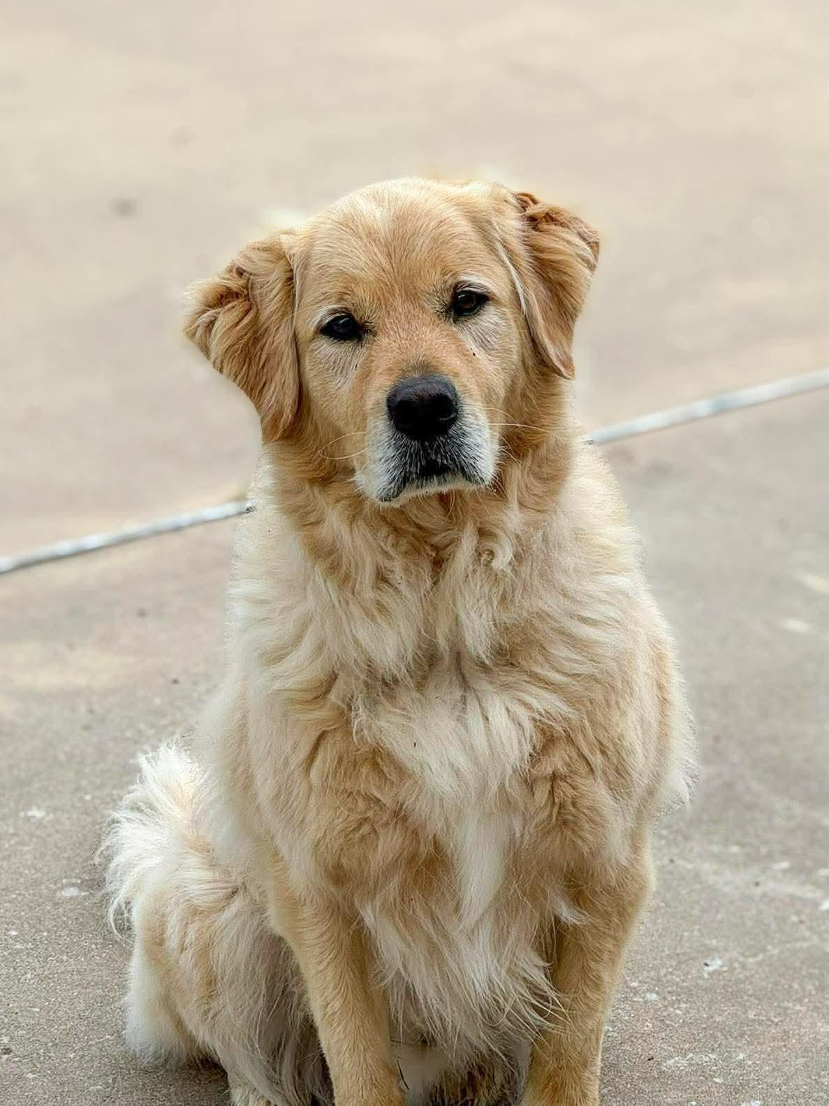 Enlarge Cody, a Adoptable Golden Retriever in Poulsbo, WA image 1/4
