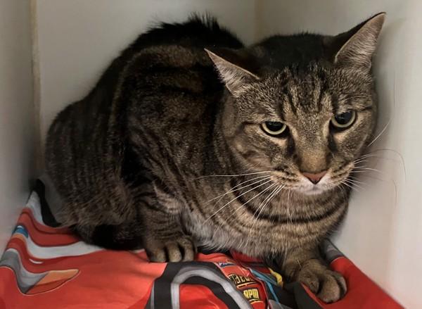 Bambam, Adoptable, Adult Male Domestic Short Hair.