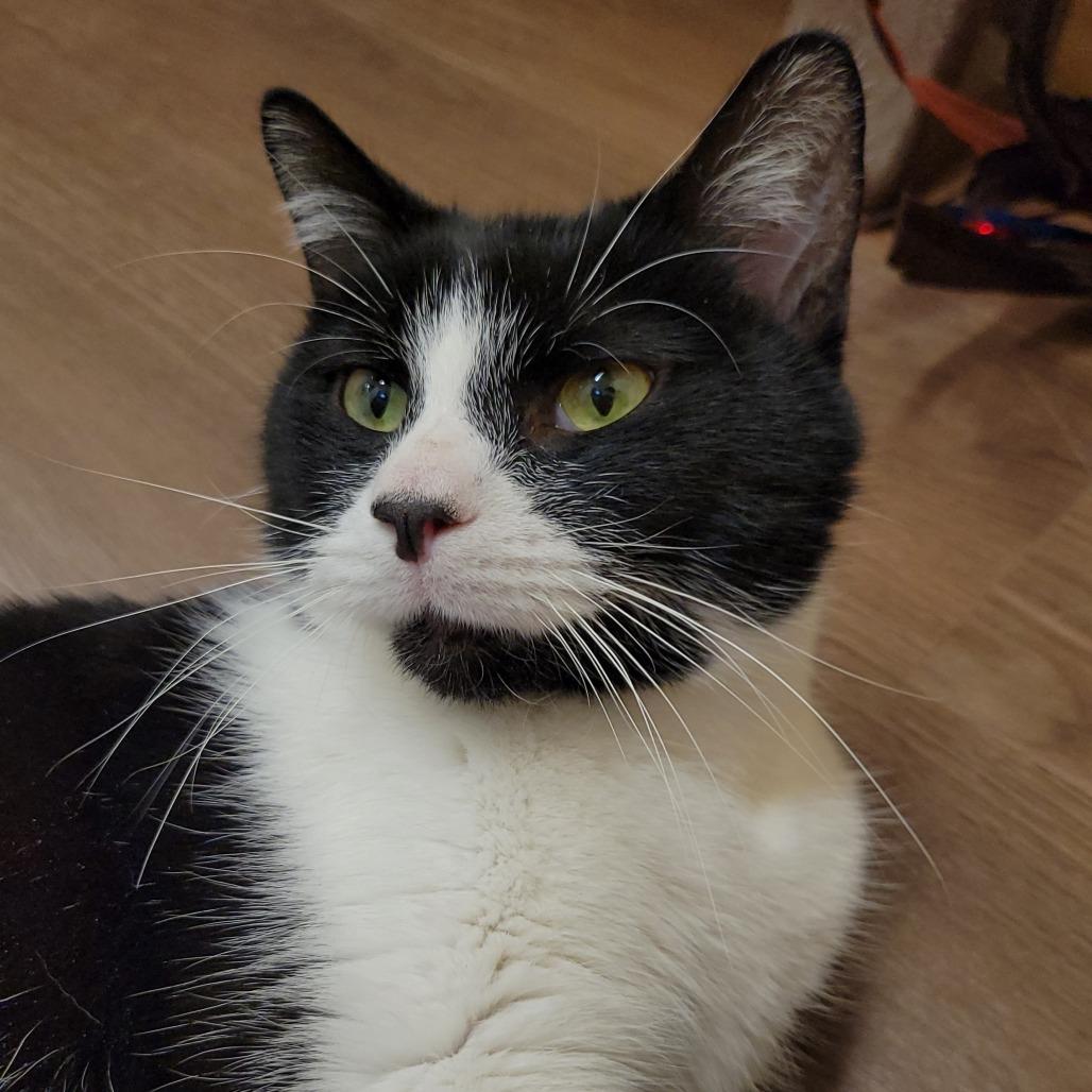 Enlarge Taz, a Adoptable Domestic Short Hair in Nashville, IN image 1/6