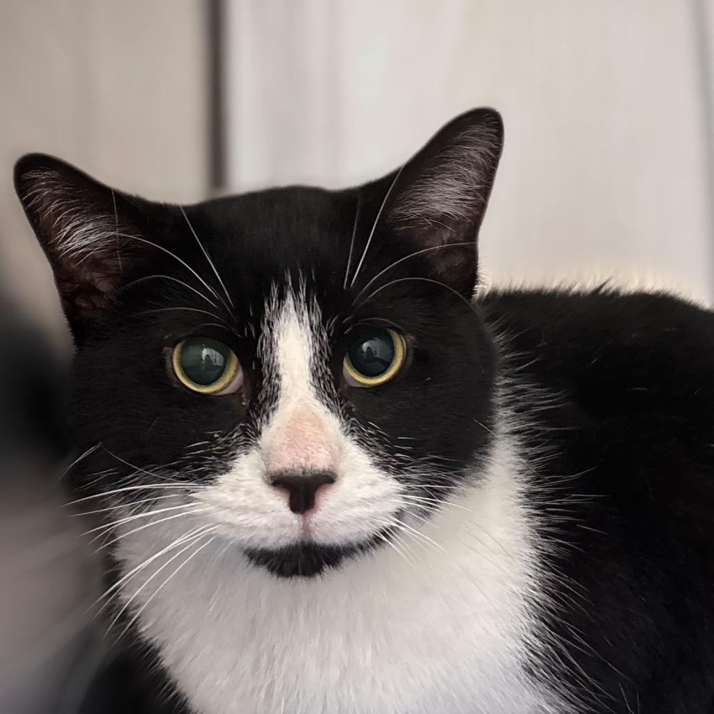 Enlarge Taz, a Adoptable Domestic Short Hair in Nashville, IN image 2/6