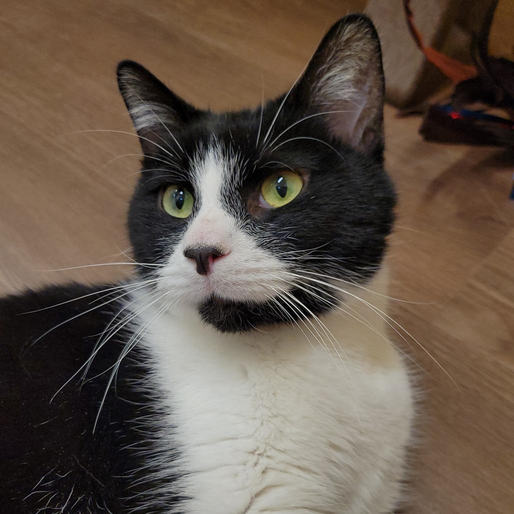 Taz, Adoptable, Adult Male Domestic Short Hair.