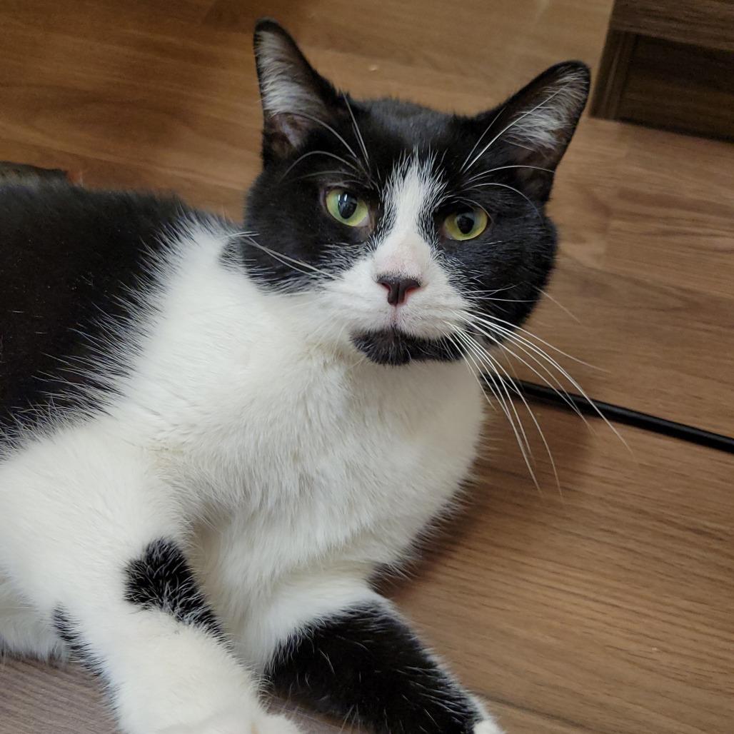 Enlarge Taz, a Adoptable Domestic Short Hair in Nashville, IN image 4/6