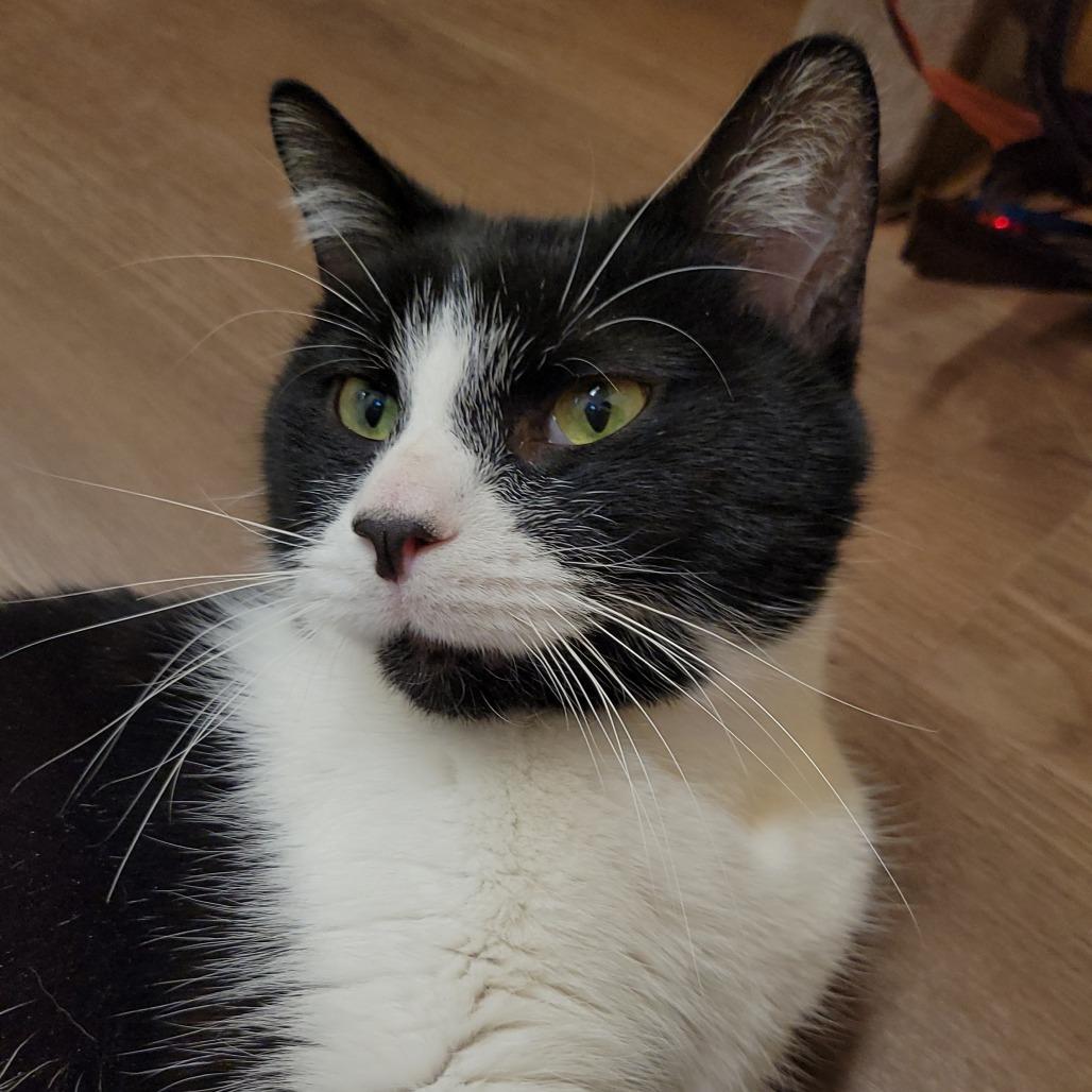 Enlarge Taz, a Adoptable Domestic Short Hair in Nashville, IN image 5/6