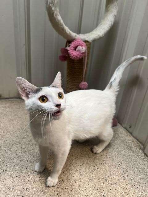 Enlarge VENUS, a Adoptable Domestic Short Hair in Ironwood, MI image 2/2