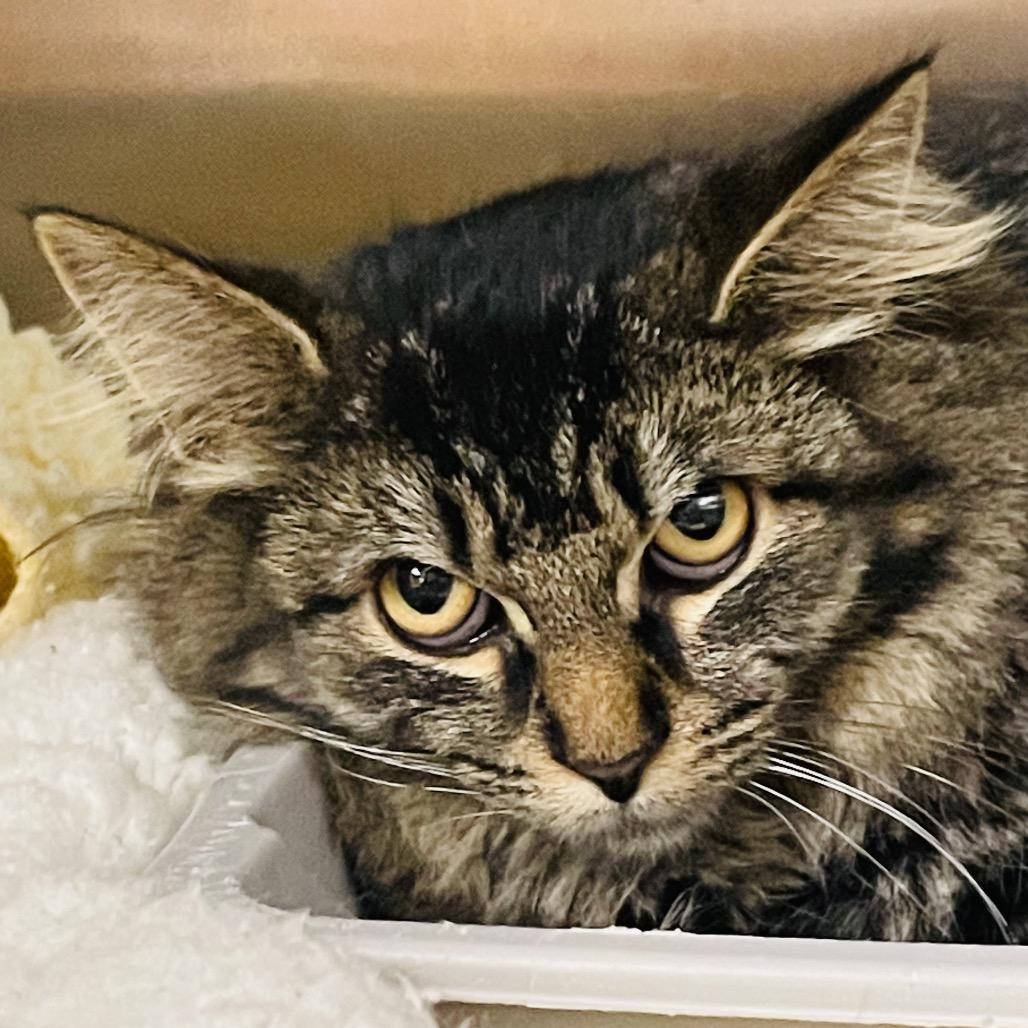 Enlarge Lulu, a Adoptable Domestic Long Hair in Columbia Station, OH image 1/1