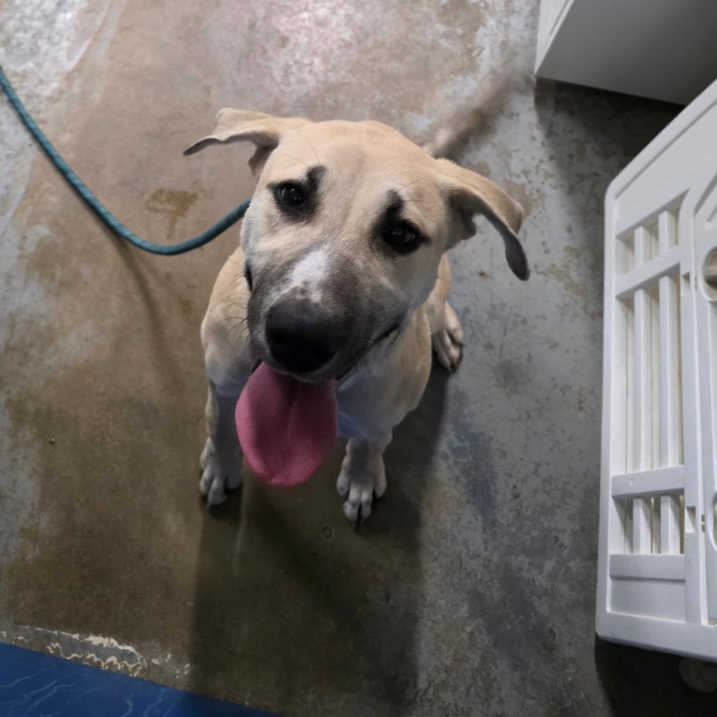 Enlarge Laila, a Adoptable mixed breed in Green Forest, AR image 1/1