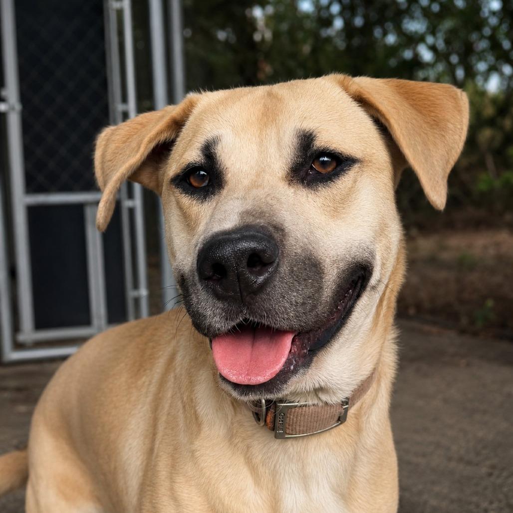 Enlarge Laila, a Adoptable mixed breed in Green Forest, AR image 2/2