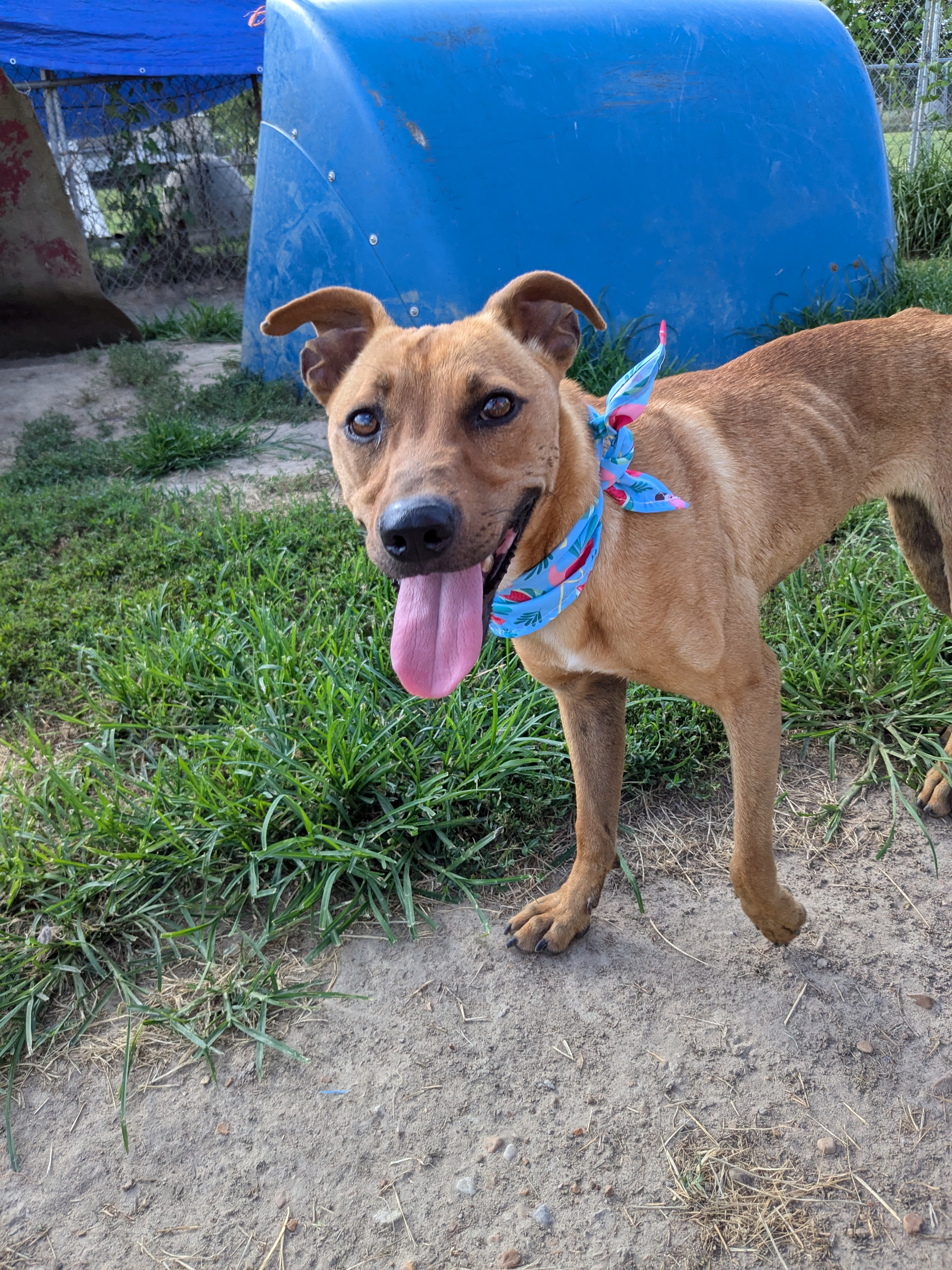 Skittles, Adoptable, Adult Female Carolina Dog.
