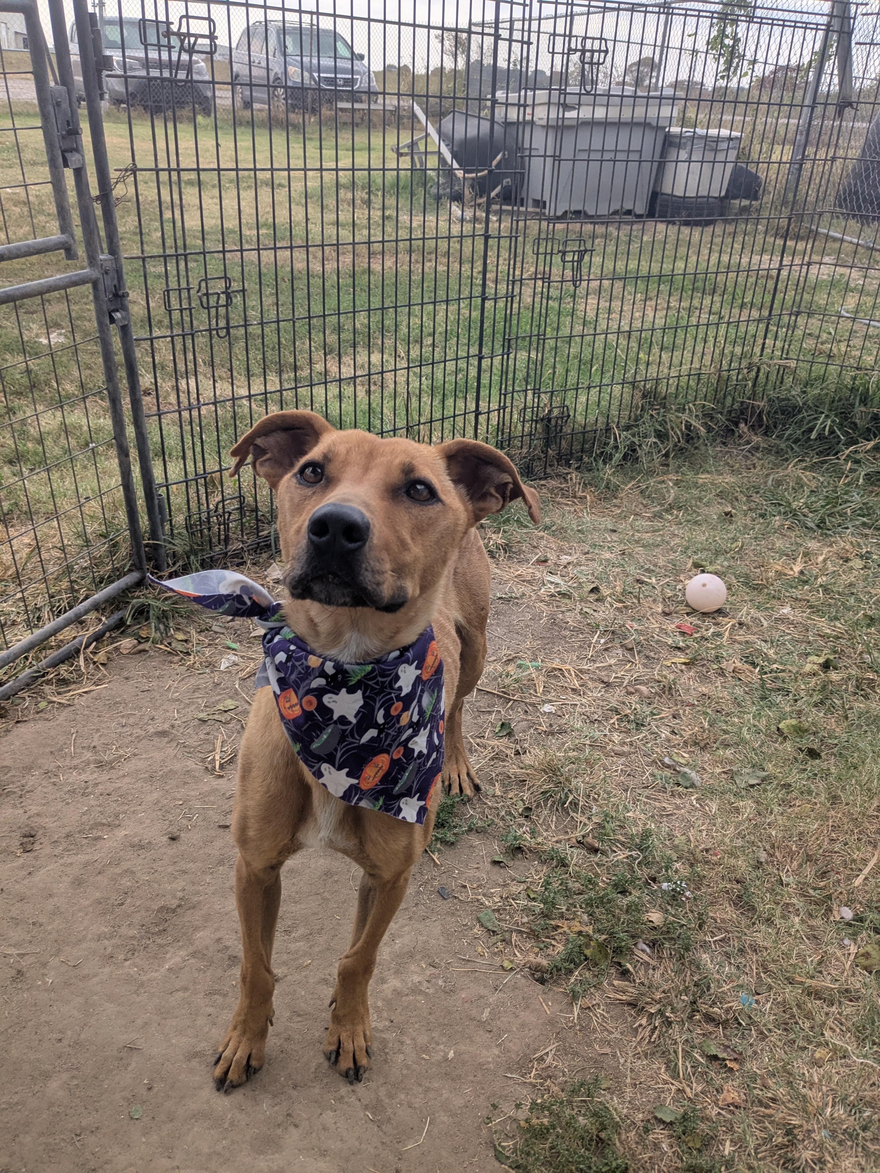 Enlarge Skittles, a Adoptable mixed breed in Newport, AR image 2/6