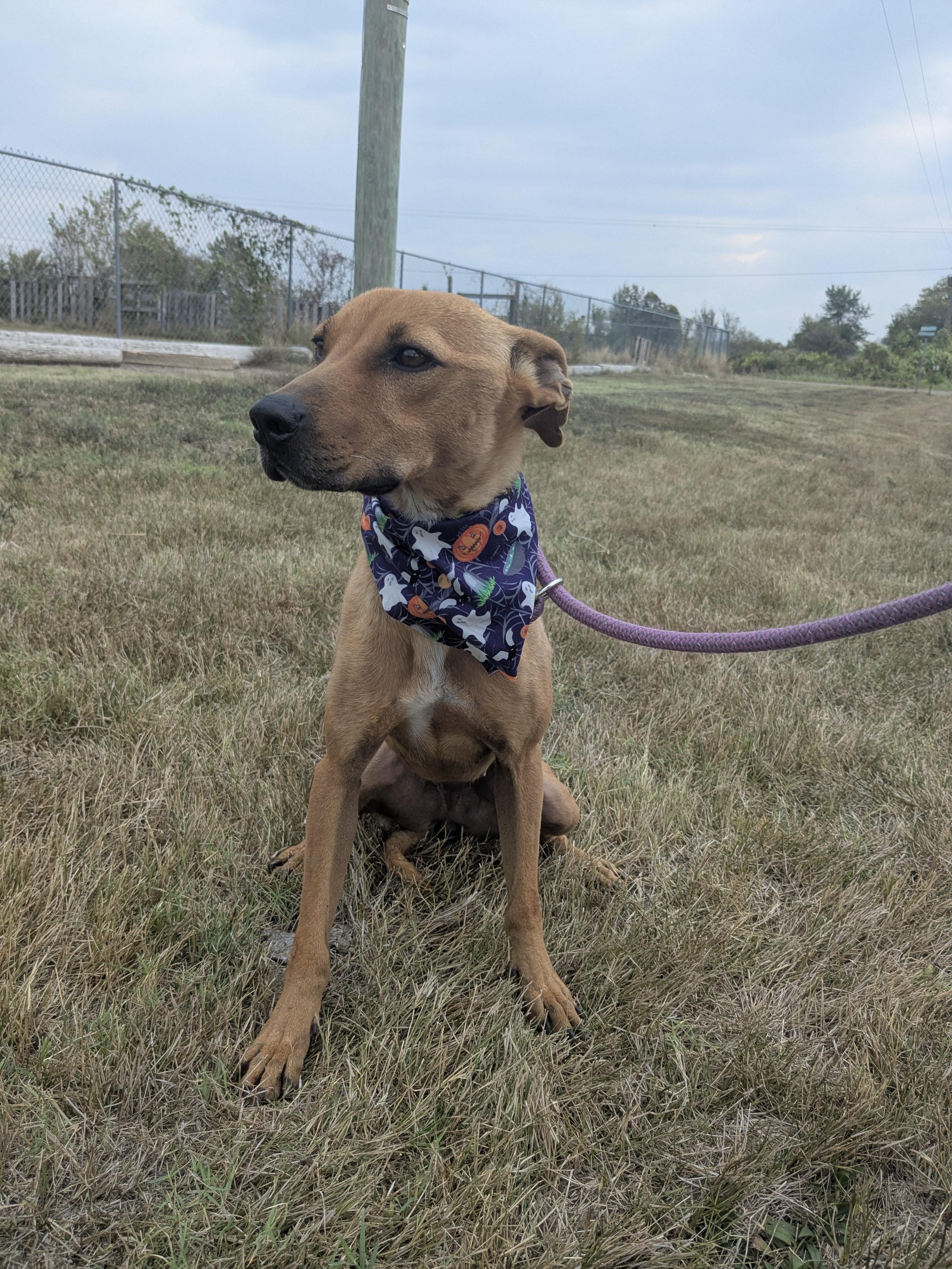 Enlarge Skittles, a Adoptable mixed breed in Newport, AR image 5/6